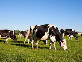 investir dans la vache