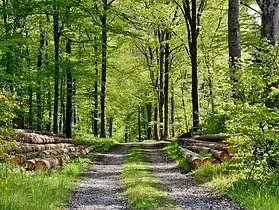 Investir dans la forêt